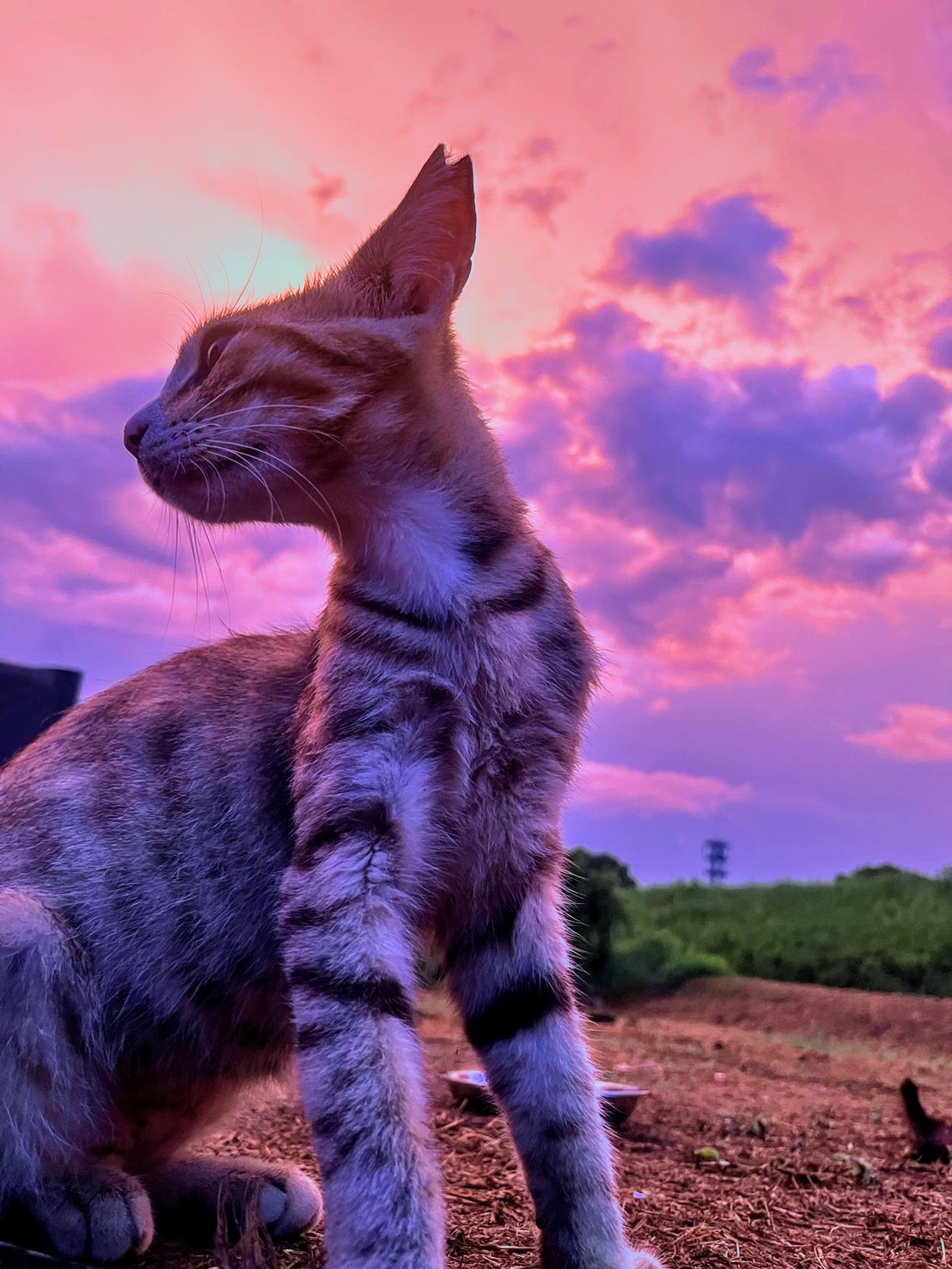 さくらねこ記念日
