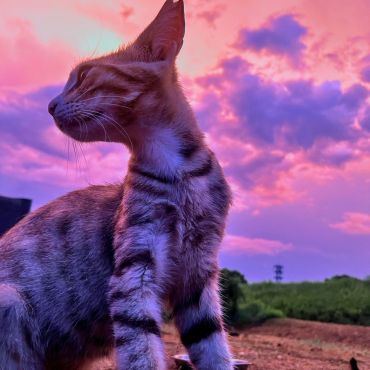さくらねこ記念日