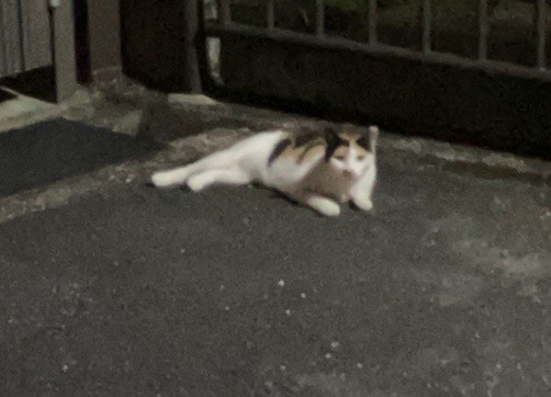 お母さん元気です