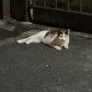 お母さん元気です