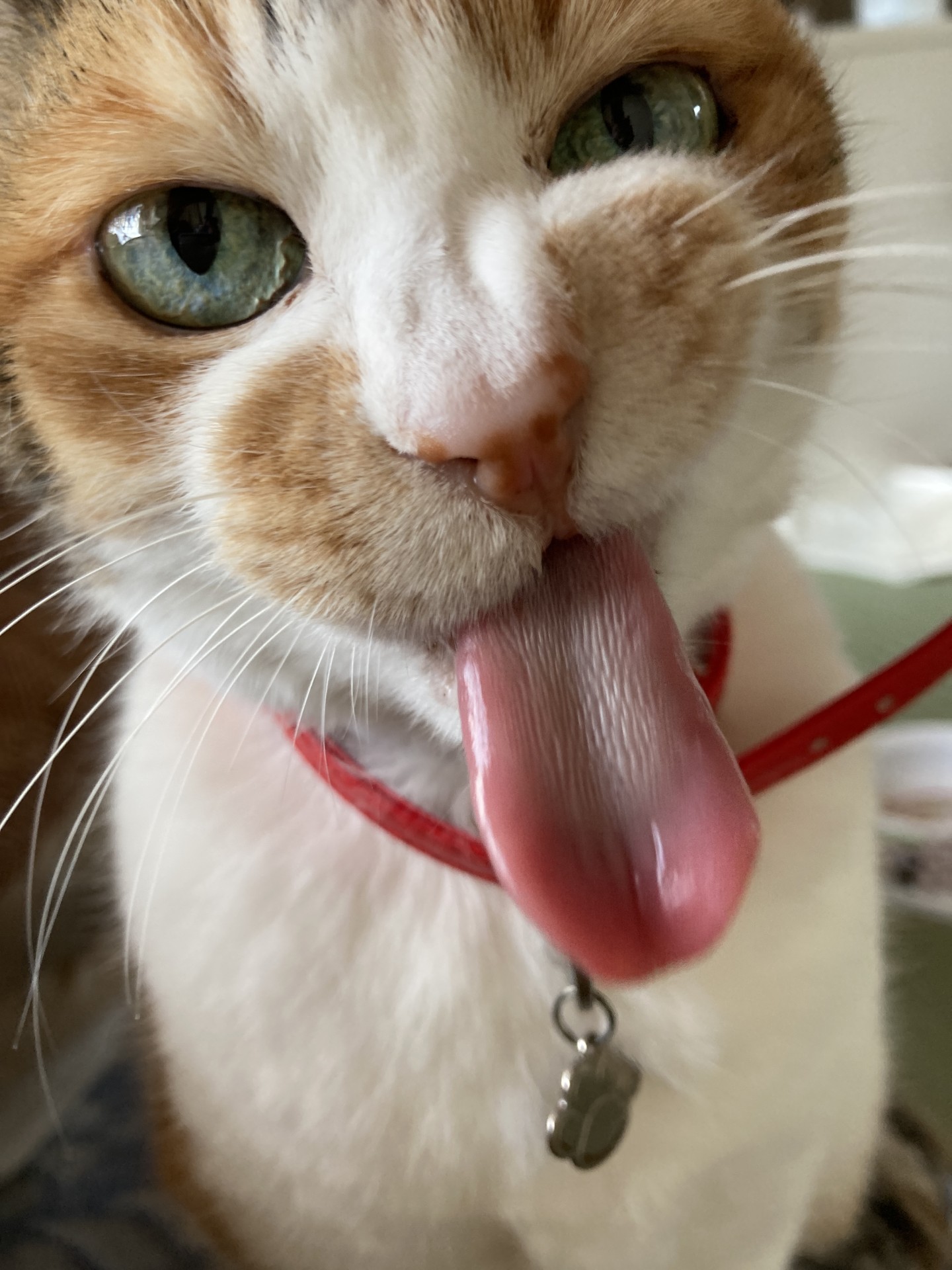 おいしいお顔