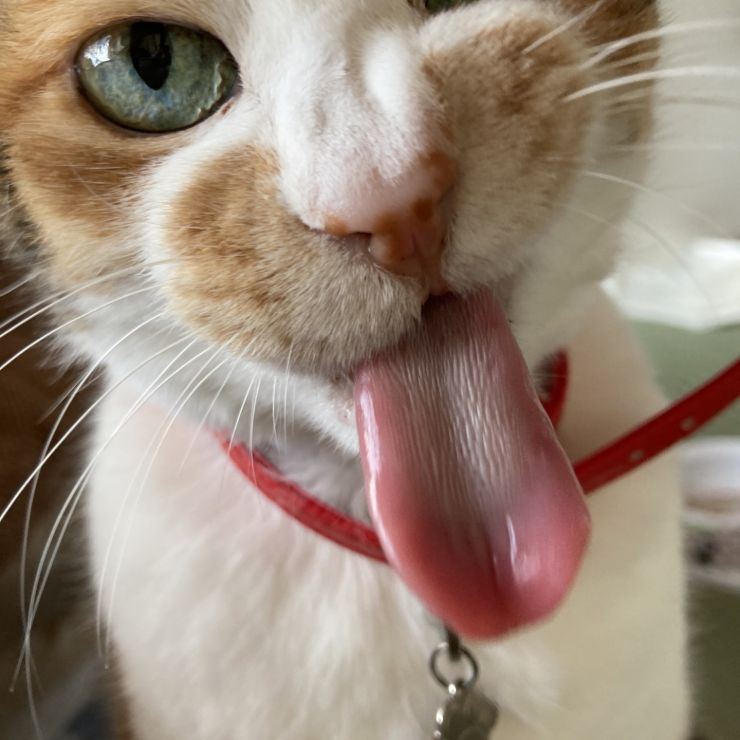 おいしいお顔