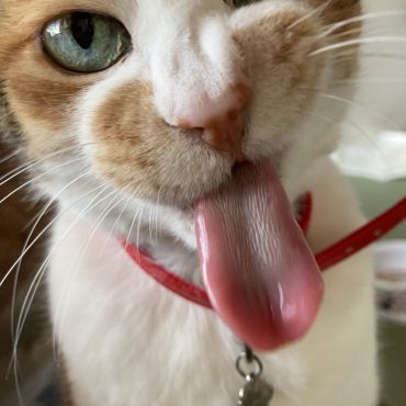 おいしいお顔