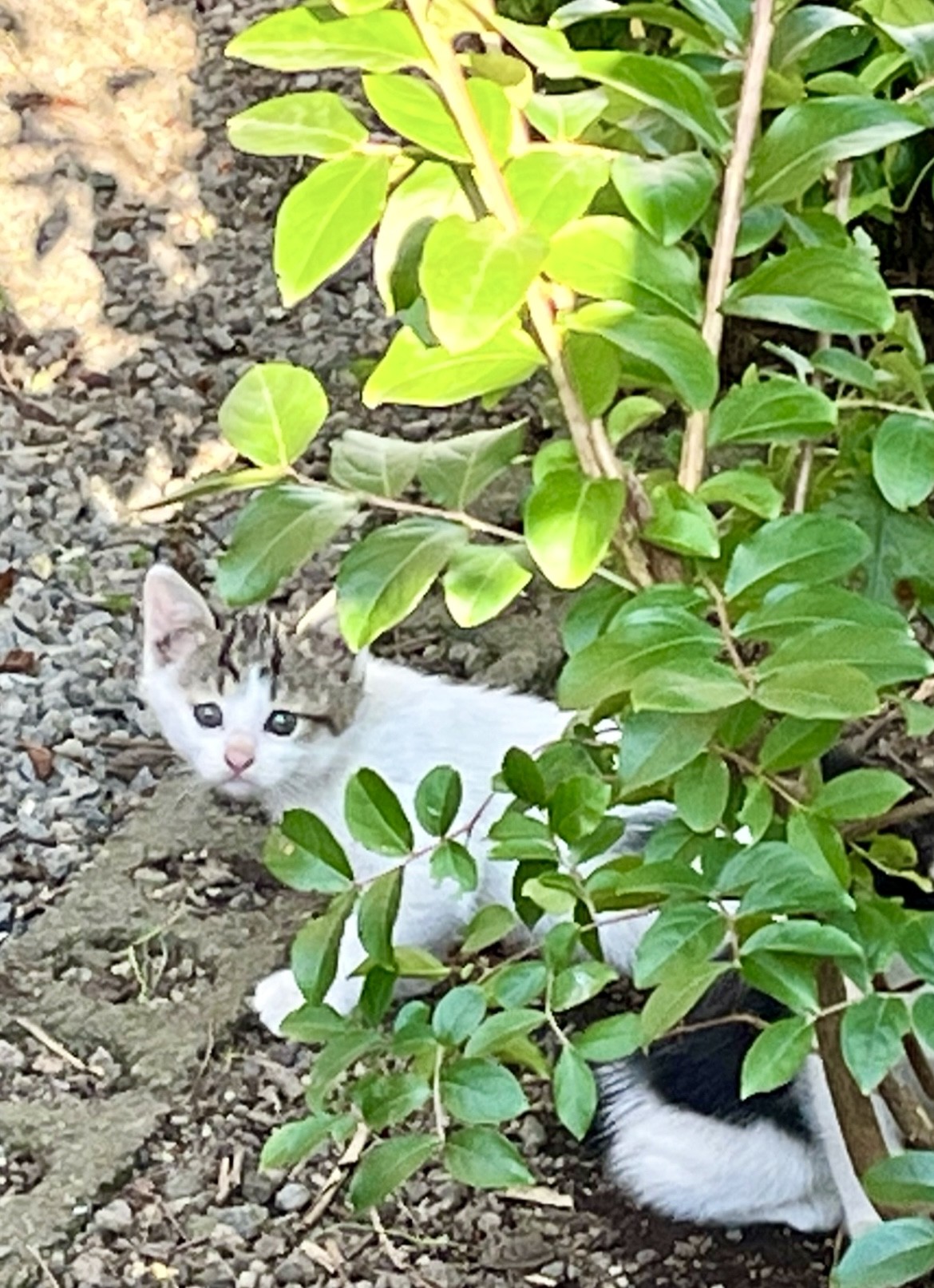 ぼくの生まれたところ