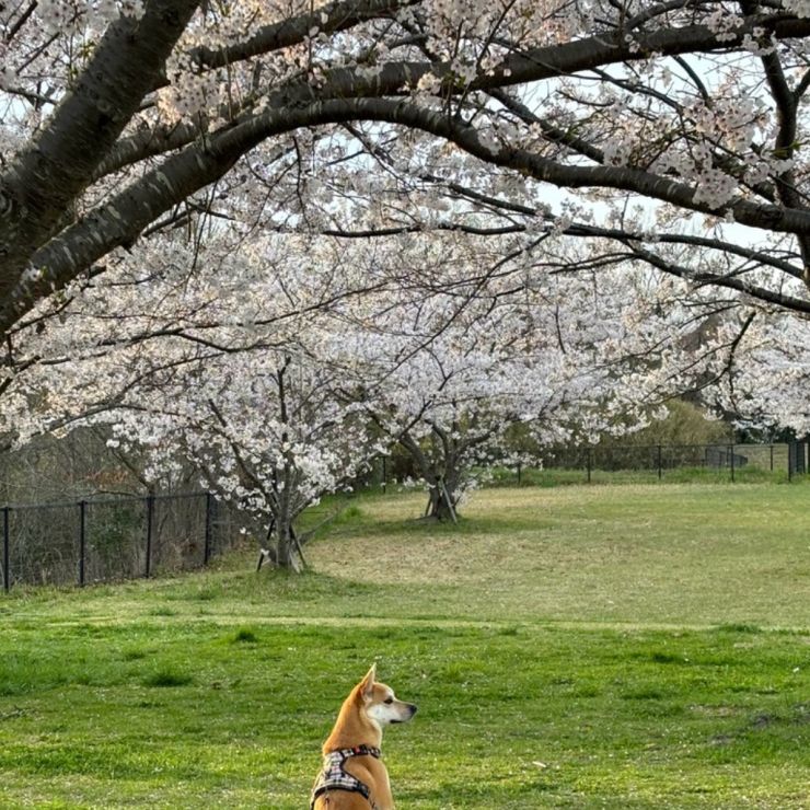 小春と春と桜