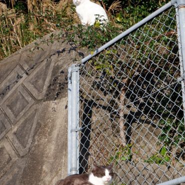 陽溜まりキャッチャーズ