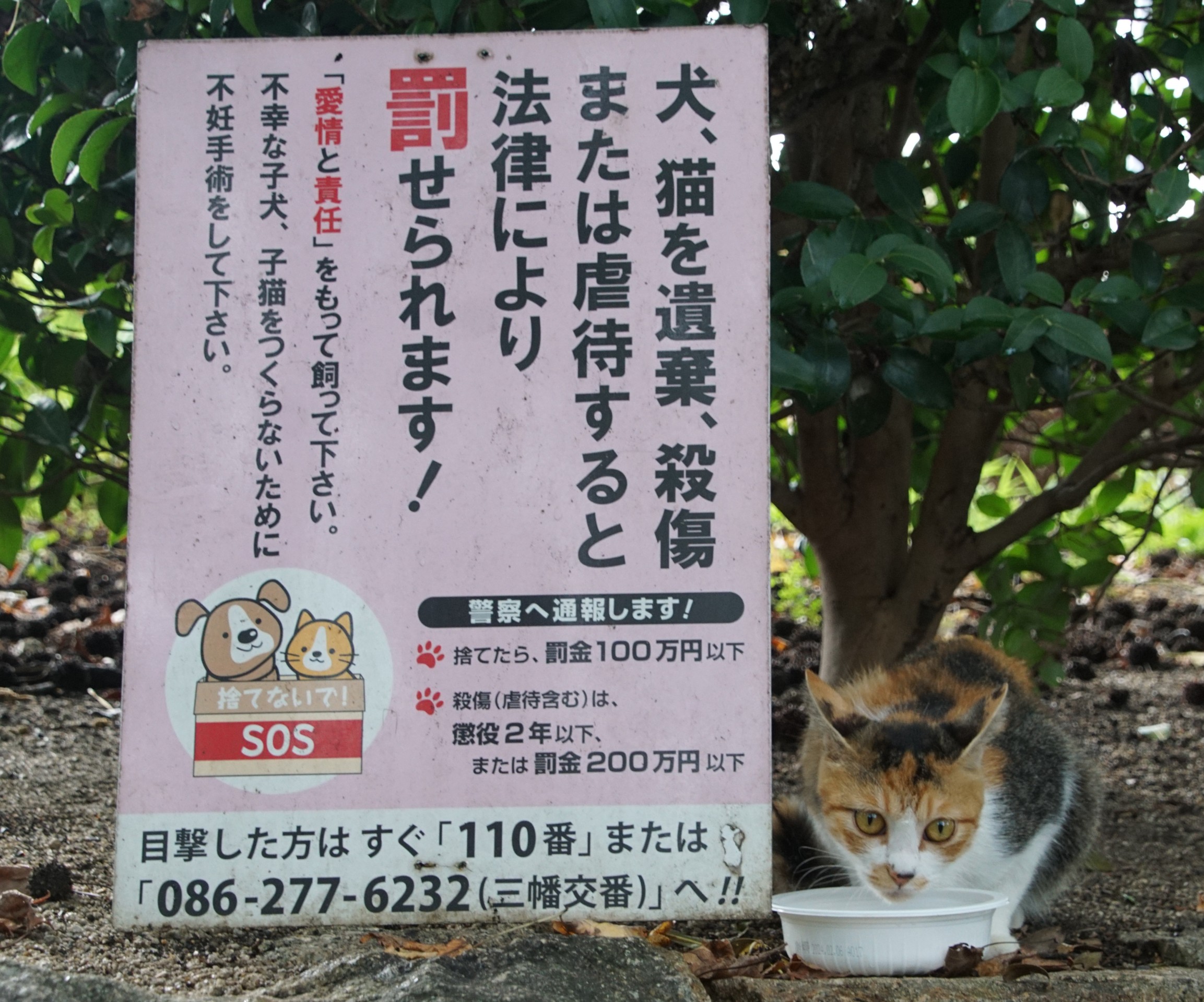 猫を捨てるのはやめて・・