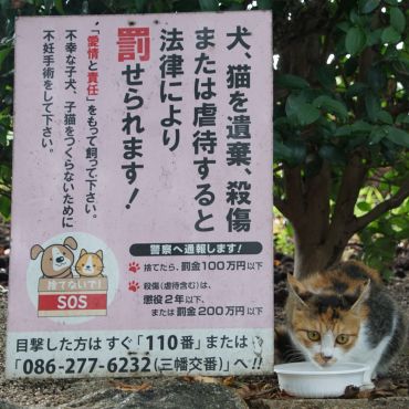 猫を捨てるのはやめて・・