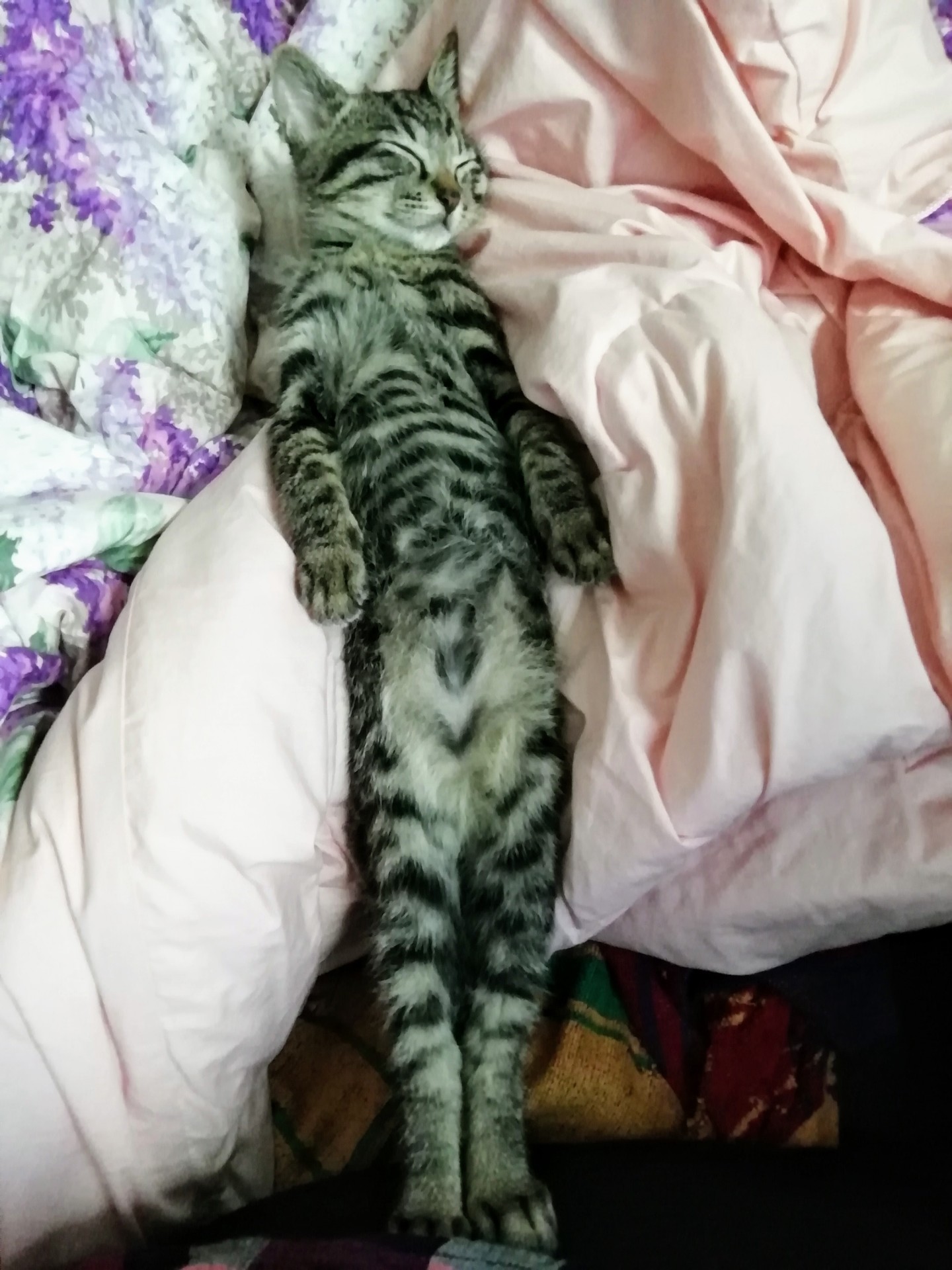 命つないだニャンコ 気をつけの姿勢で寝るルパン♥