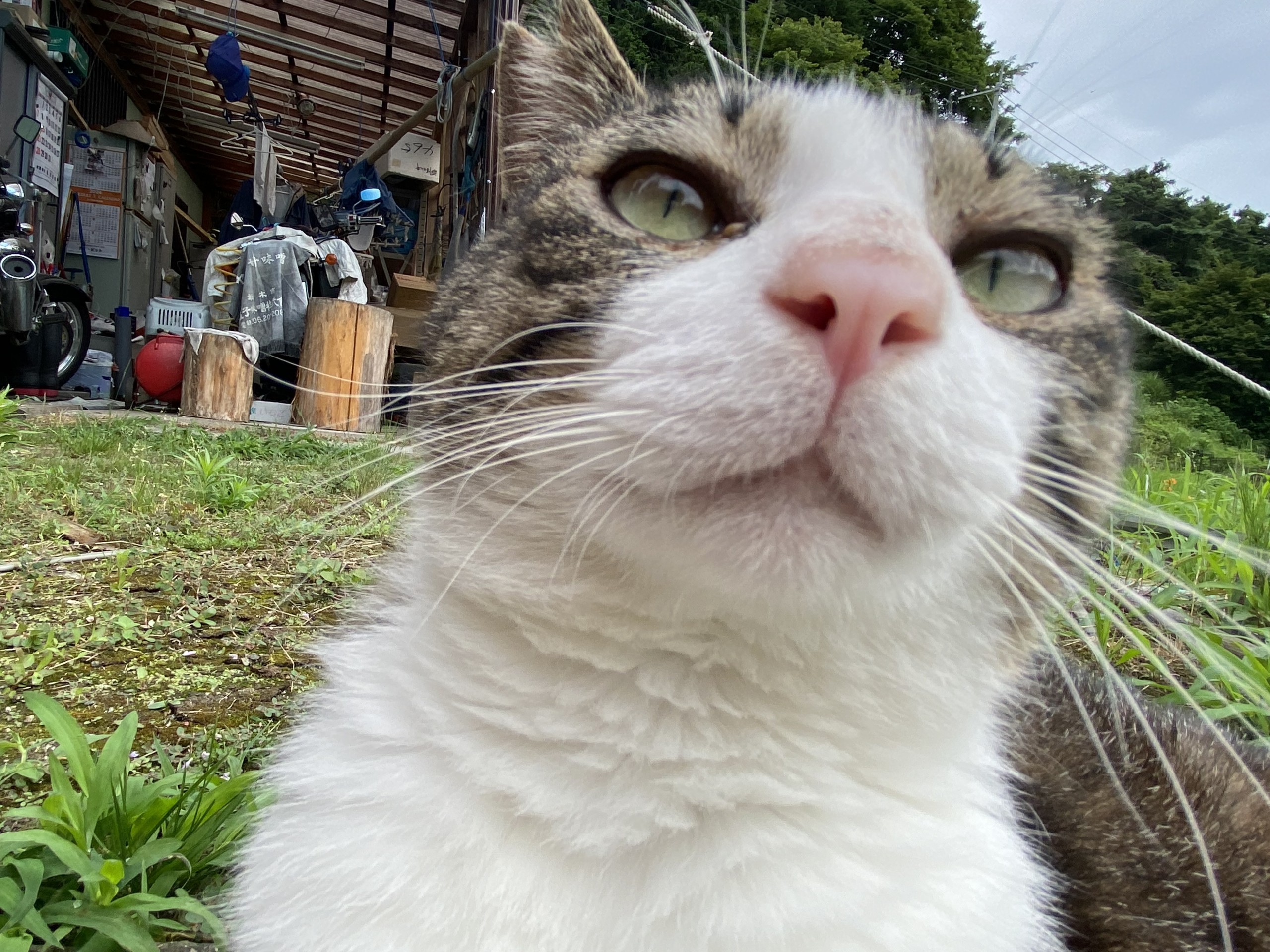 ぼくの鼻　きれいでしょ