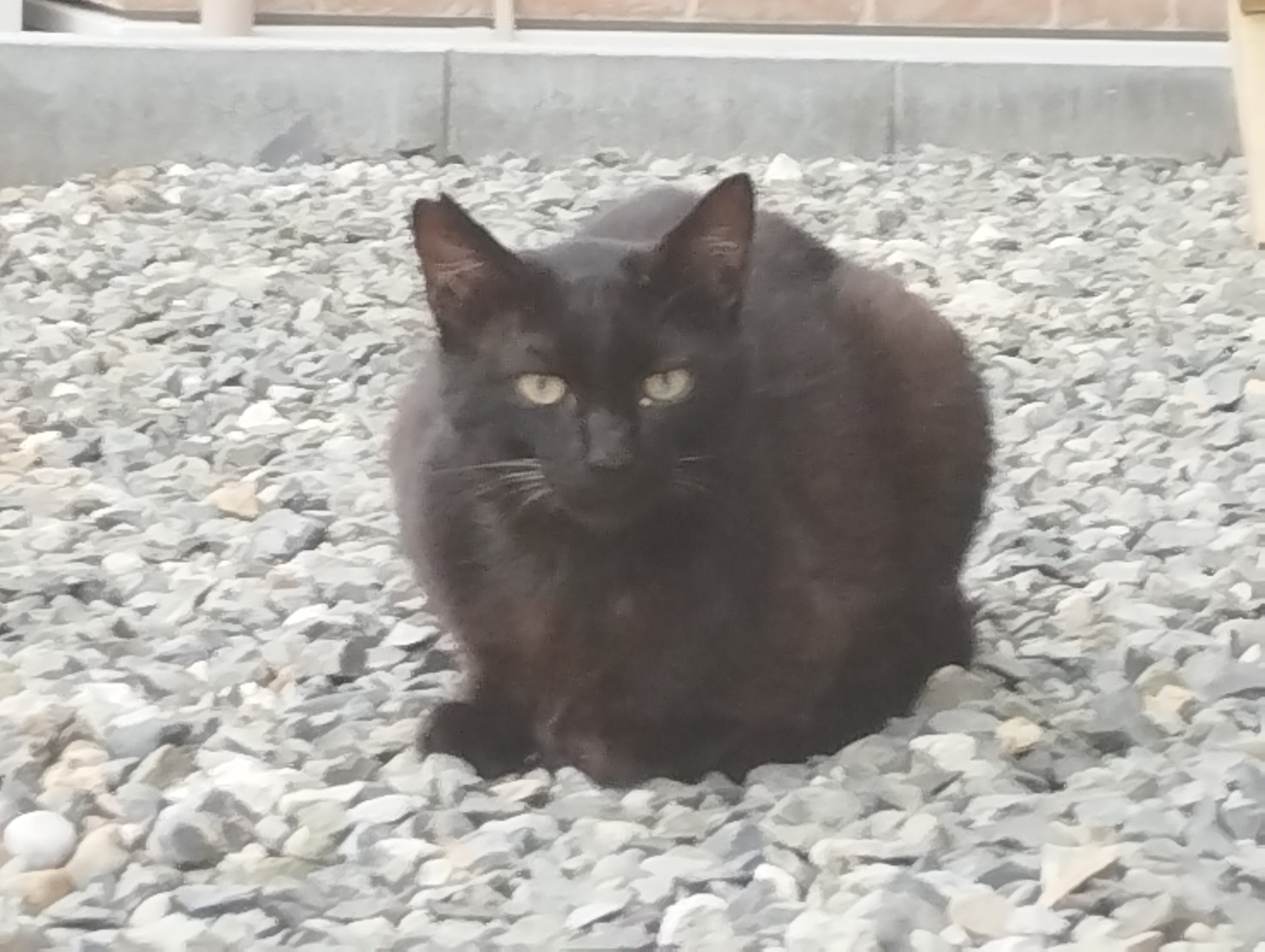 いのちつないだ！