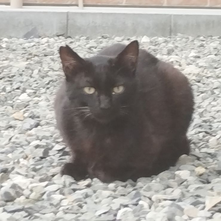 いのちつないだ！