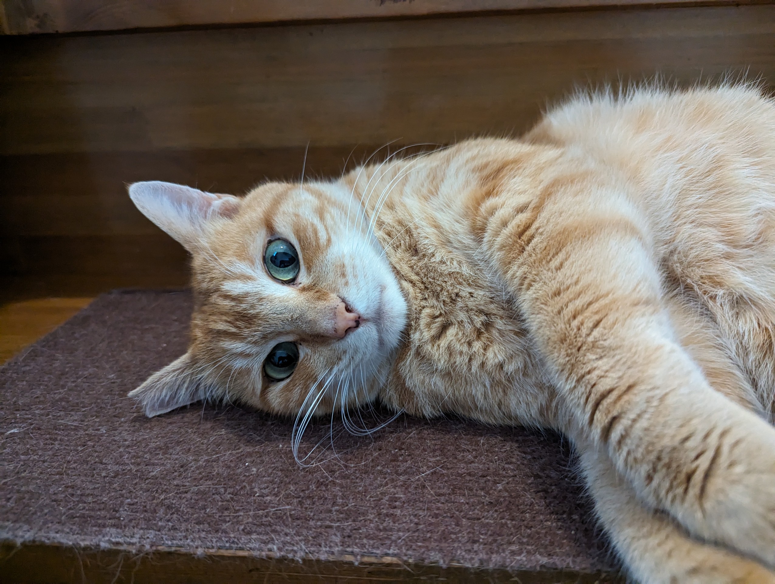外猫からお家猫になったニャン