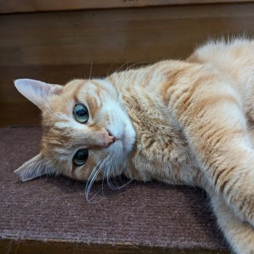 外猫からお家猫になったニャン
