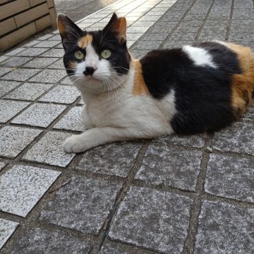 さくらねこ