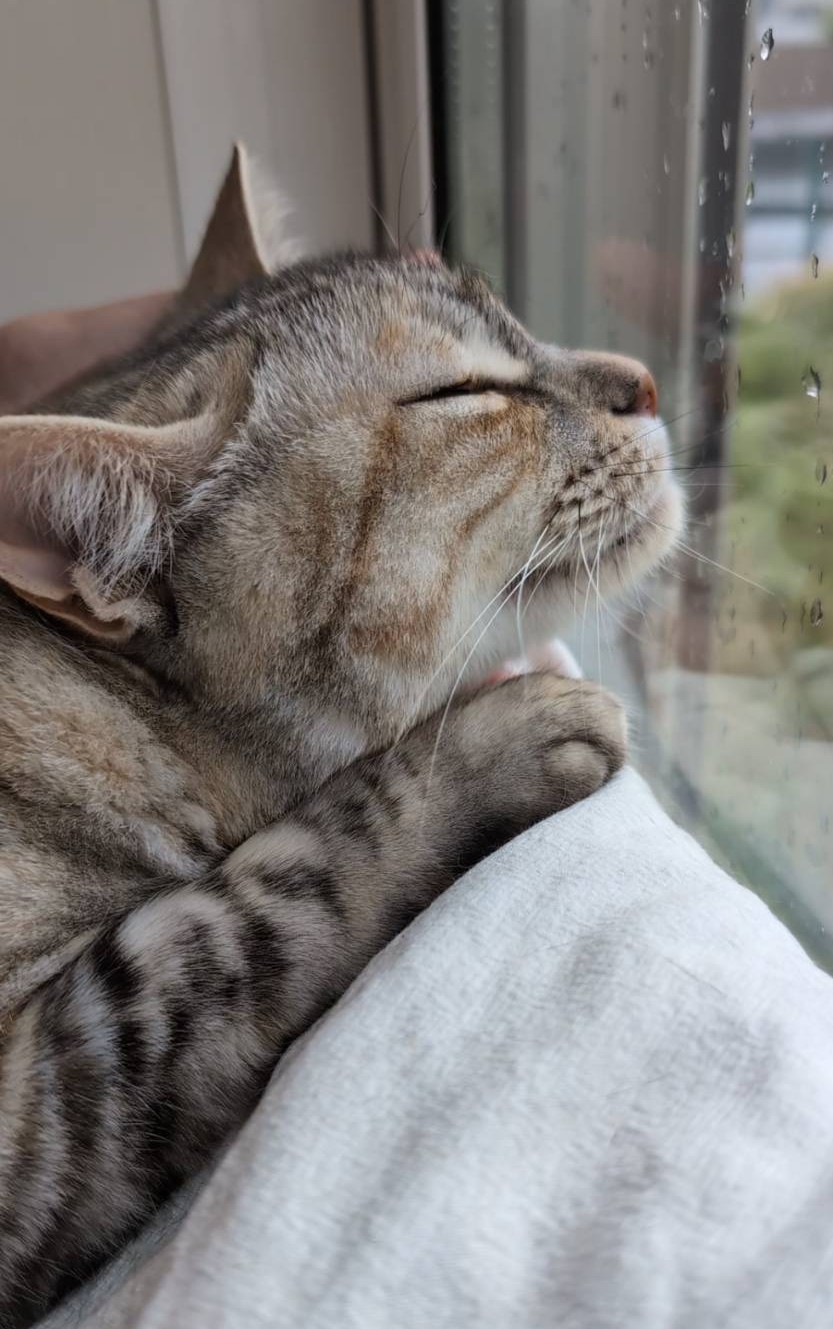 外は雨。だけど私はもうずぶ濡れにはならないよ。