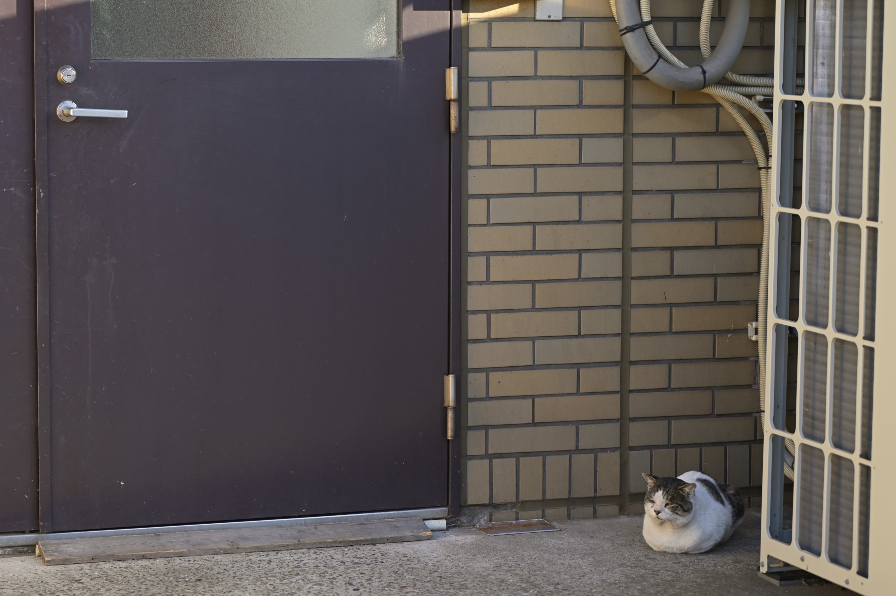 置き猫
