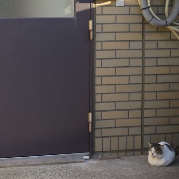 置き猫