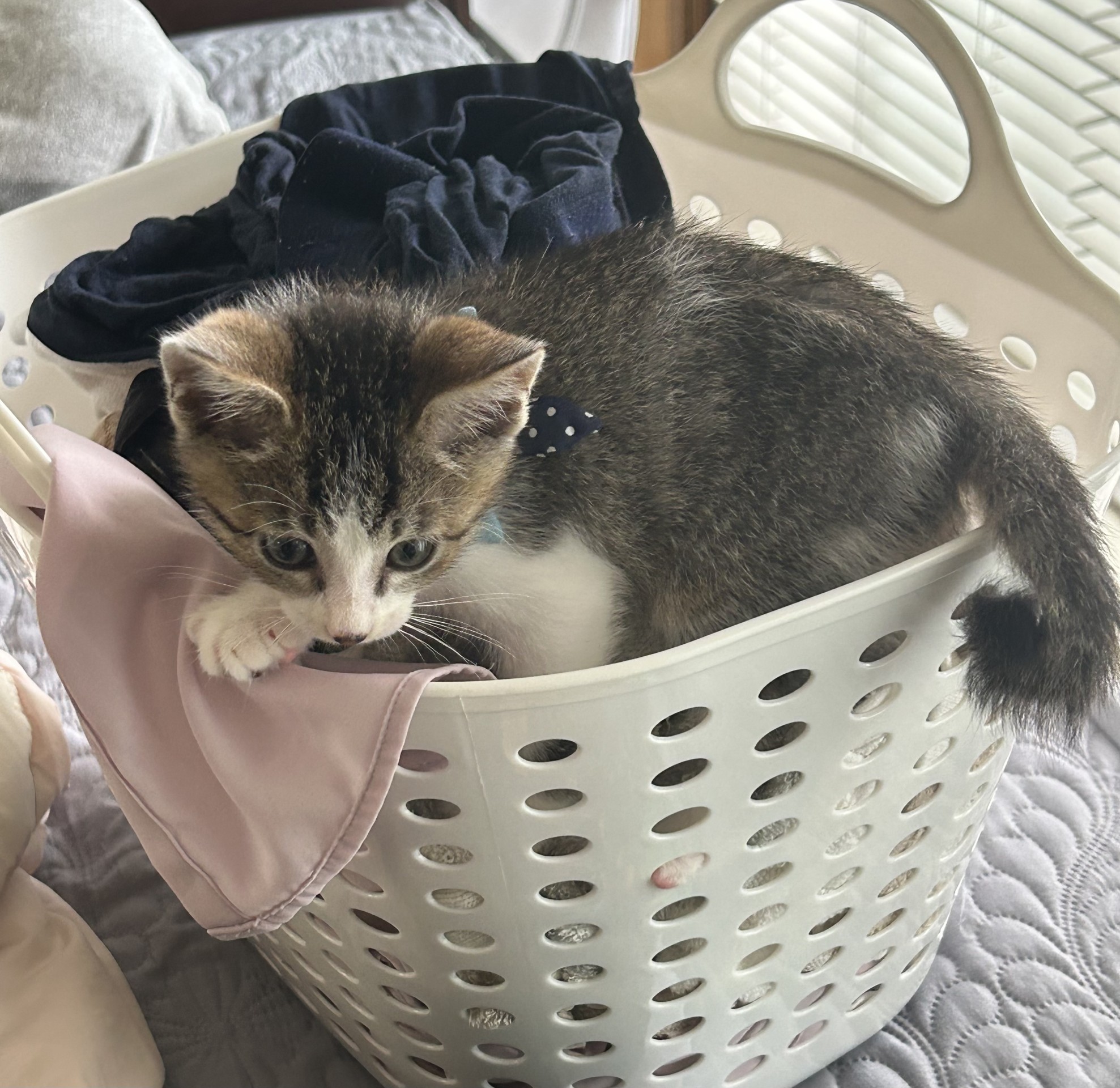 しっぽをよく見て👀