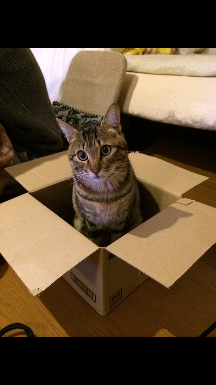 いのちつないだ！