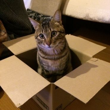 いのちつないだ！