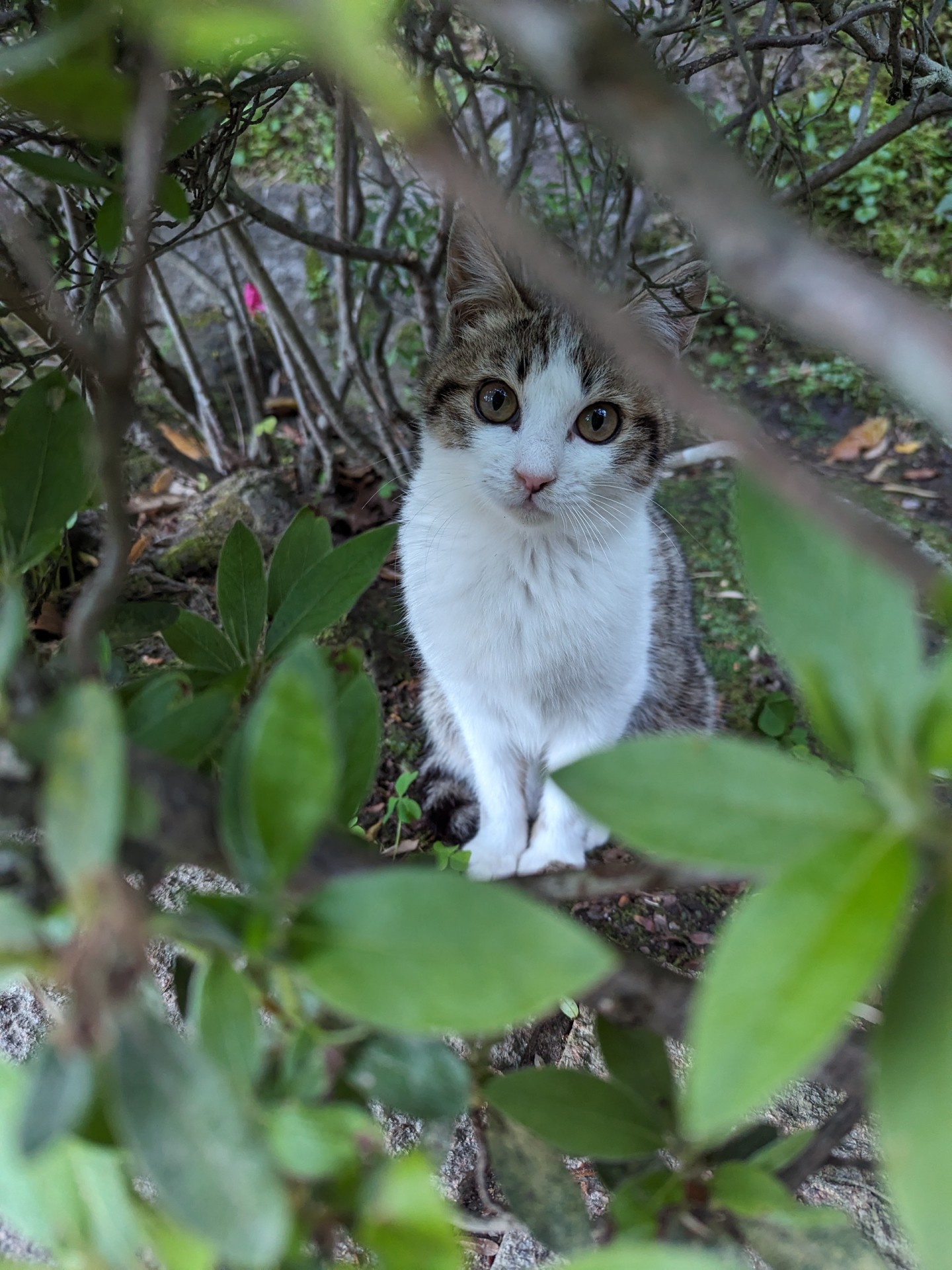 森からひょっこりニヤン