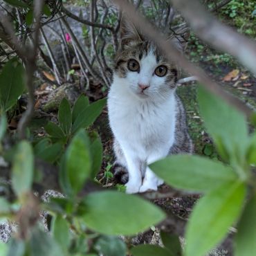森からひょっこりニヤン