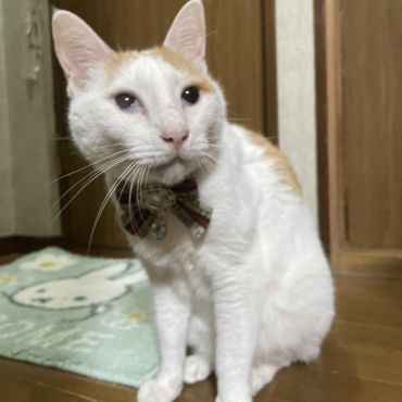 いのちつないだ