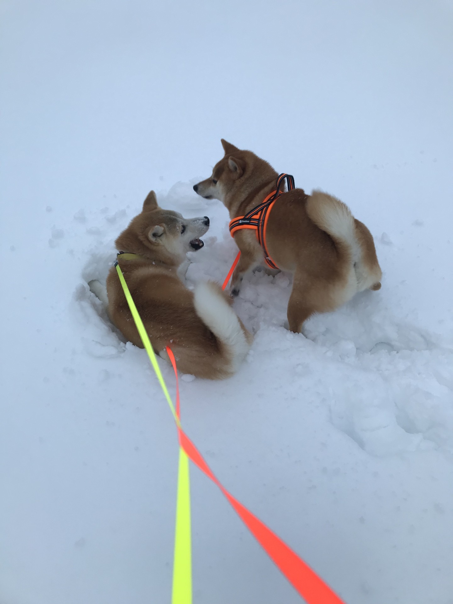 雪、だぁ〜いすき！