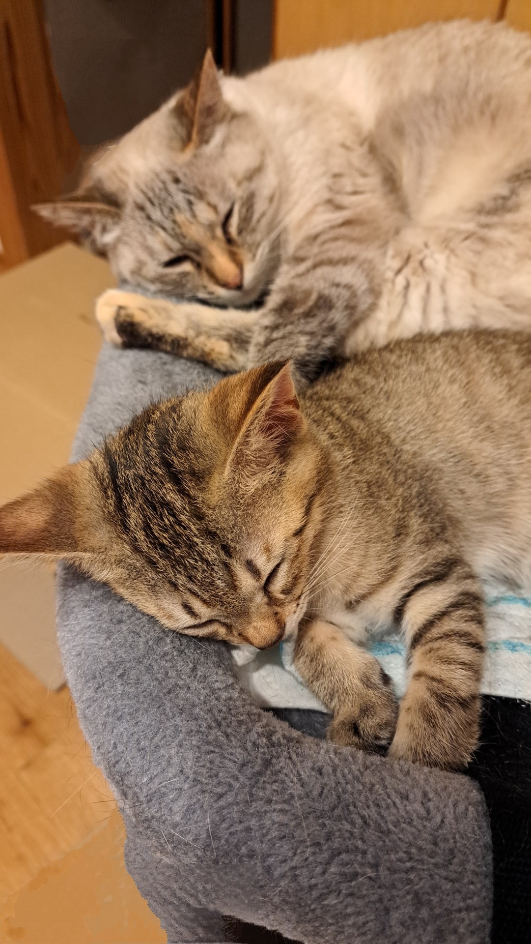 トラにゃんズ