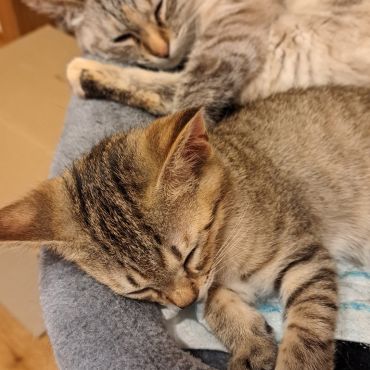トラにゃんズ