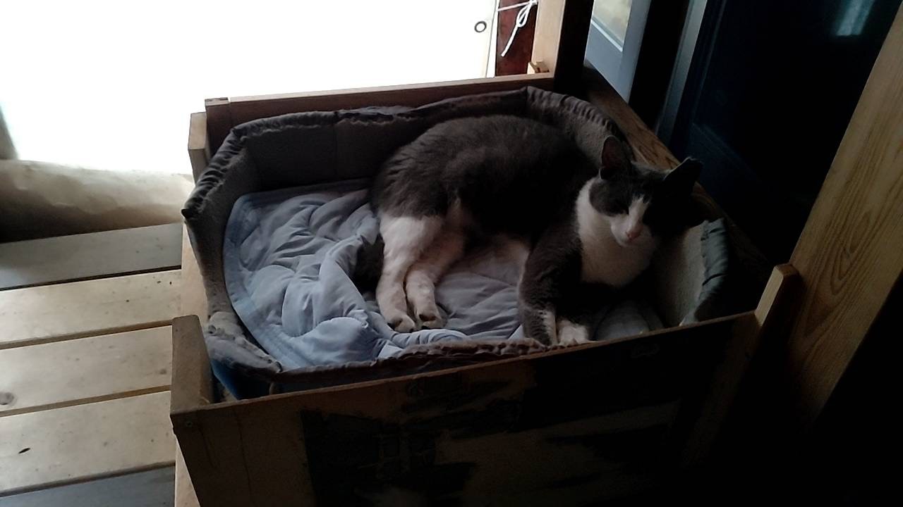 さくらねこ