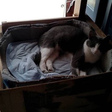 さくらねこ