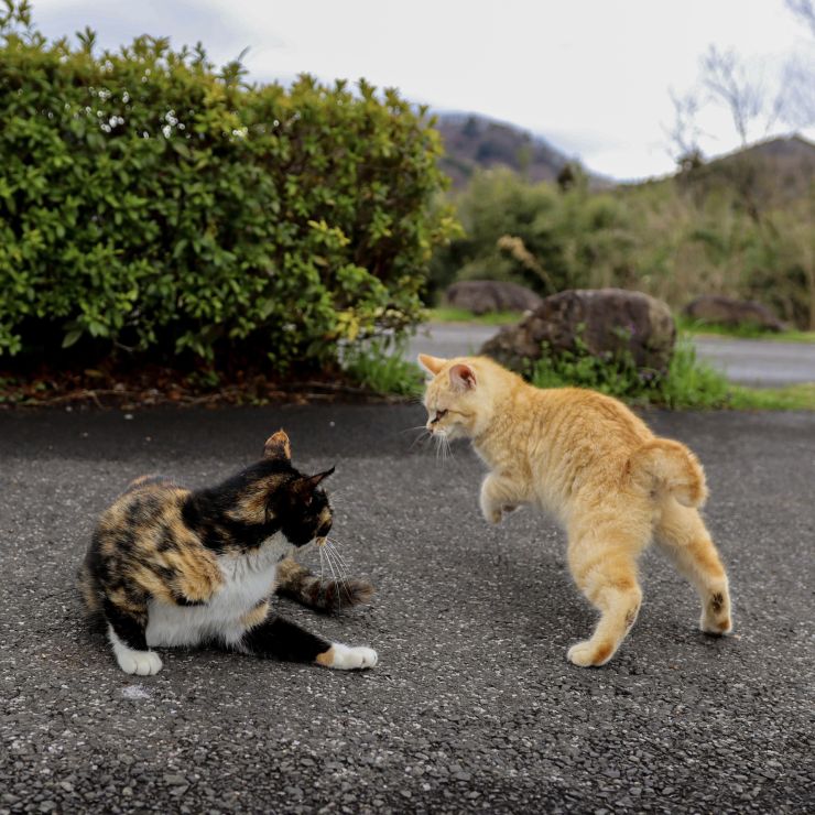 じゃれあい