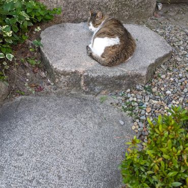 石に擬態