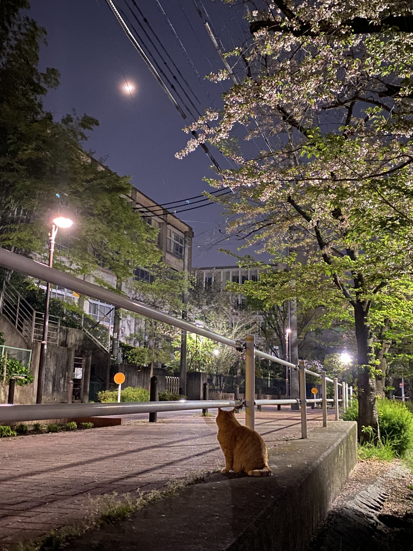 月と桜とさくらネコ