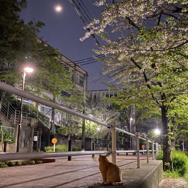 月と桜とさくらネコ