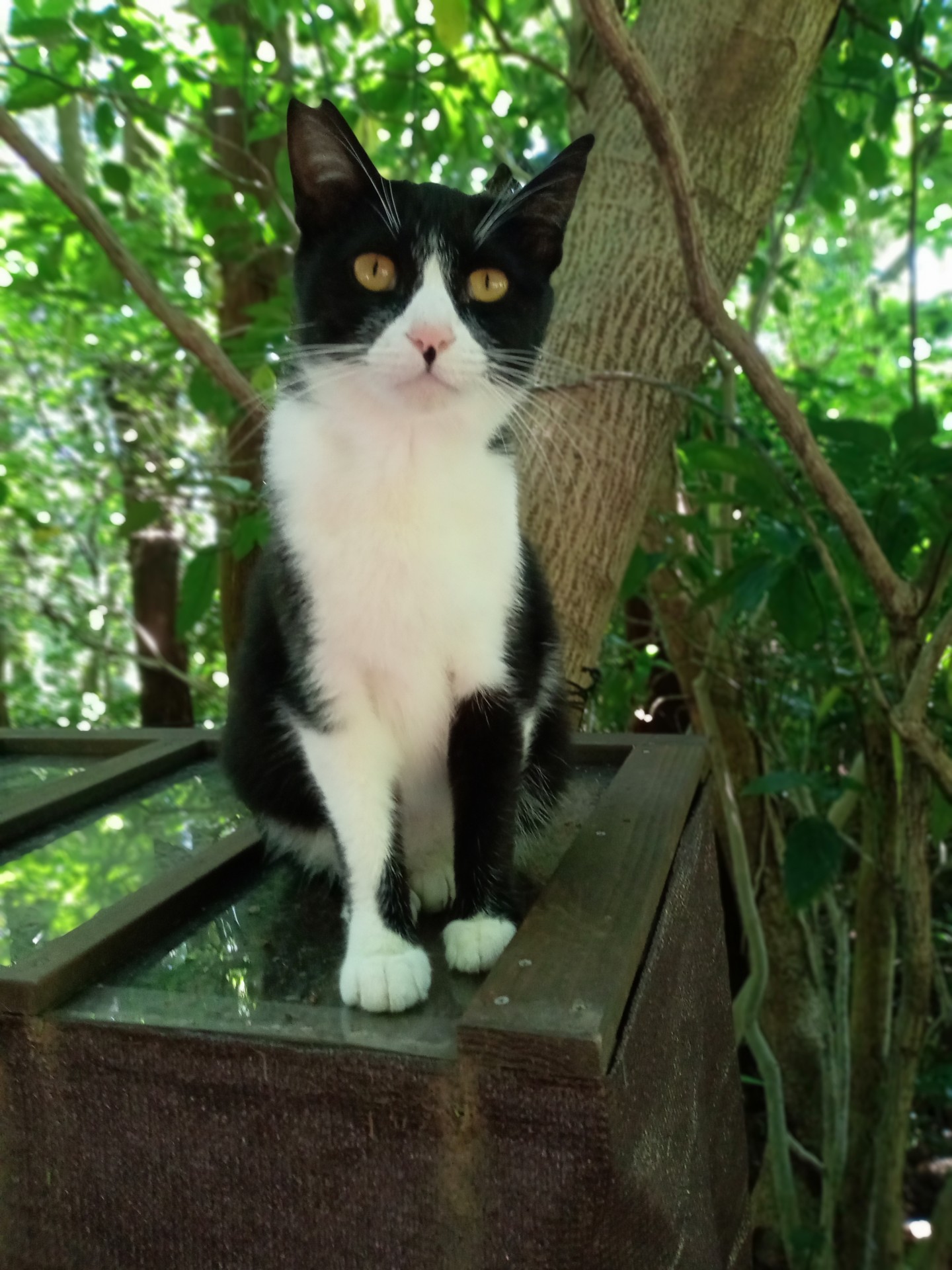 さくらねこ