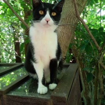 さくらねこ