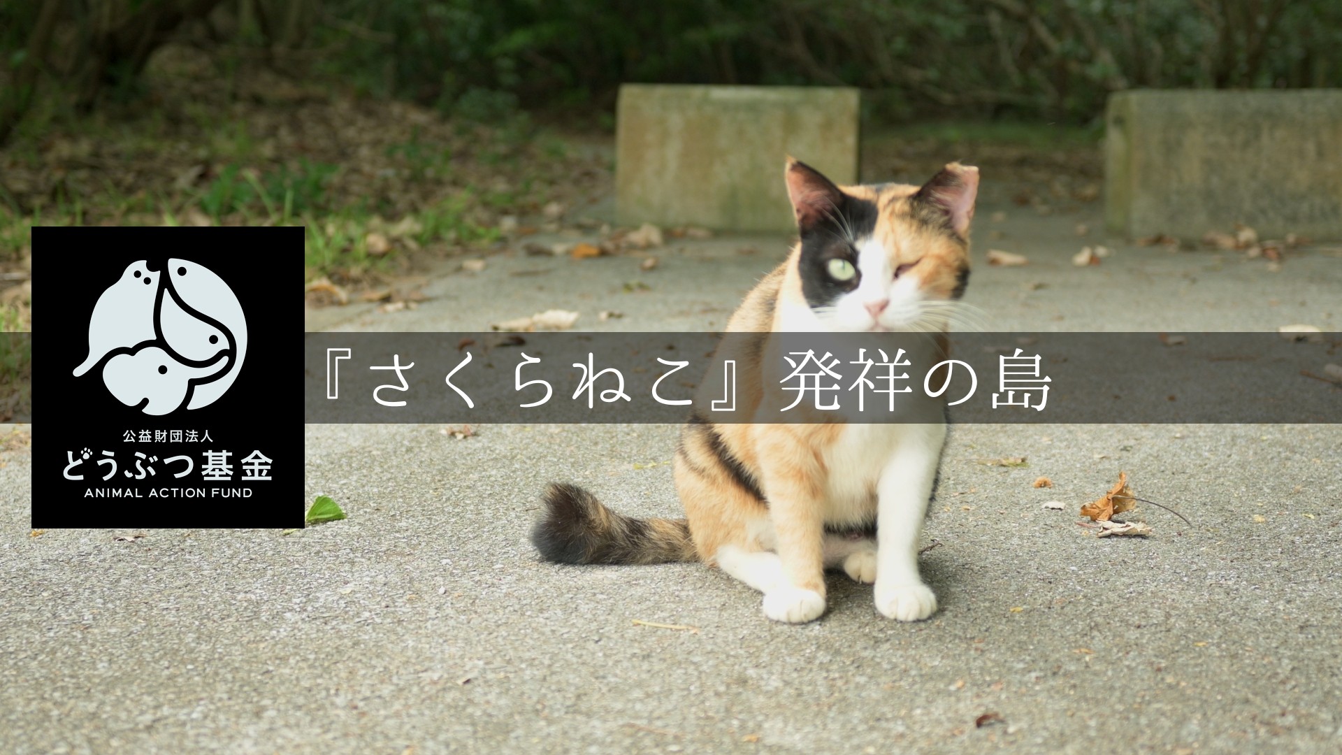 「どうぶつ基金」さくらねこ発祥の島