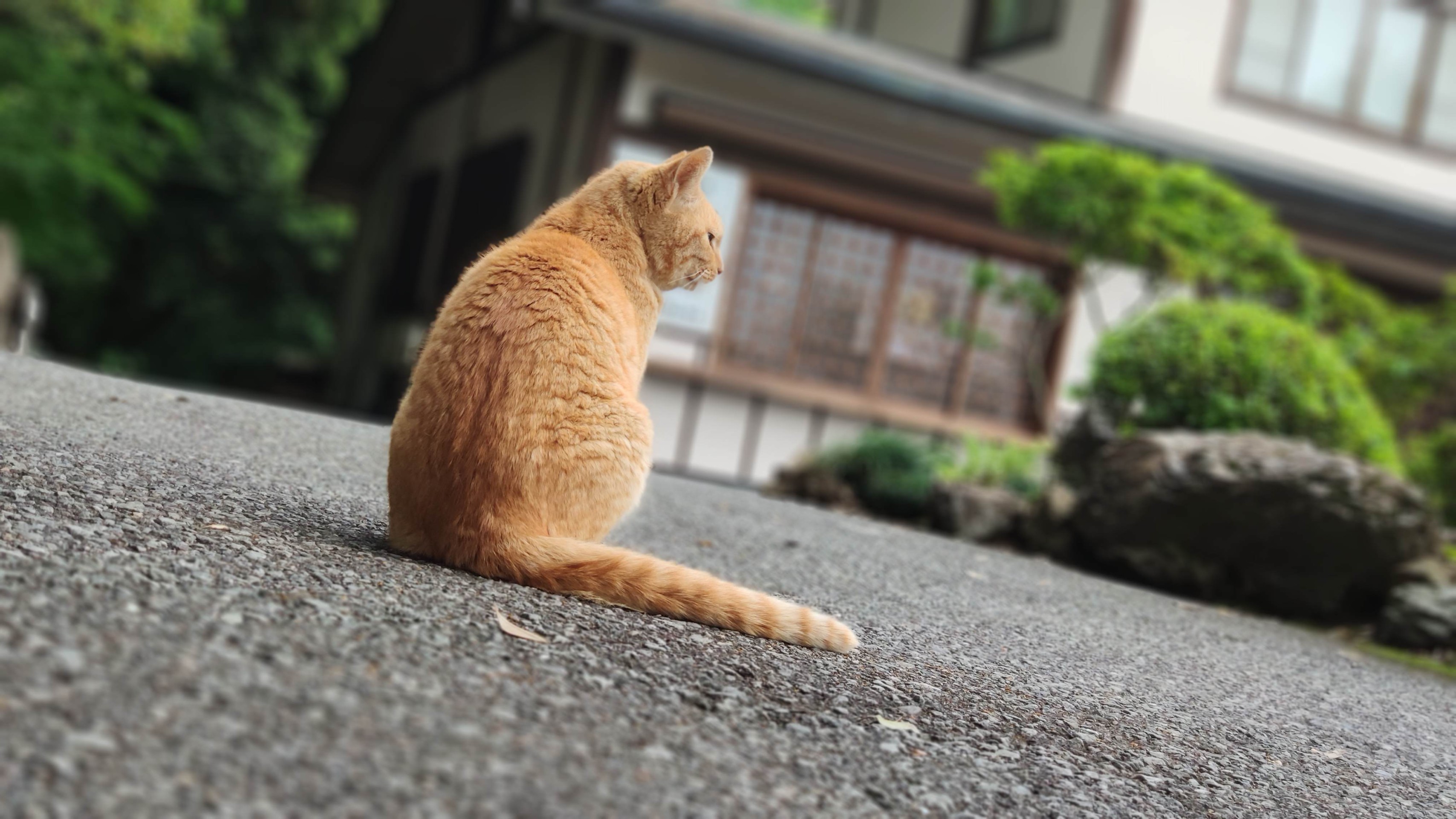 さくらねこのおだやかなひととき