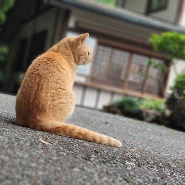 さくらねこのおだやかなひととき
