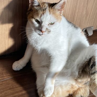 怖かった日々は忘れたニャン！