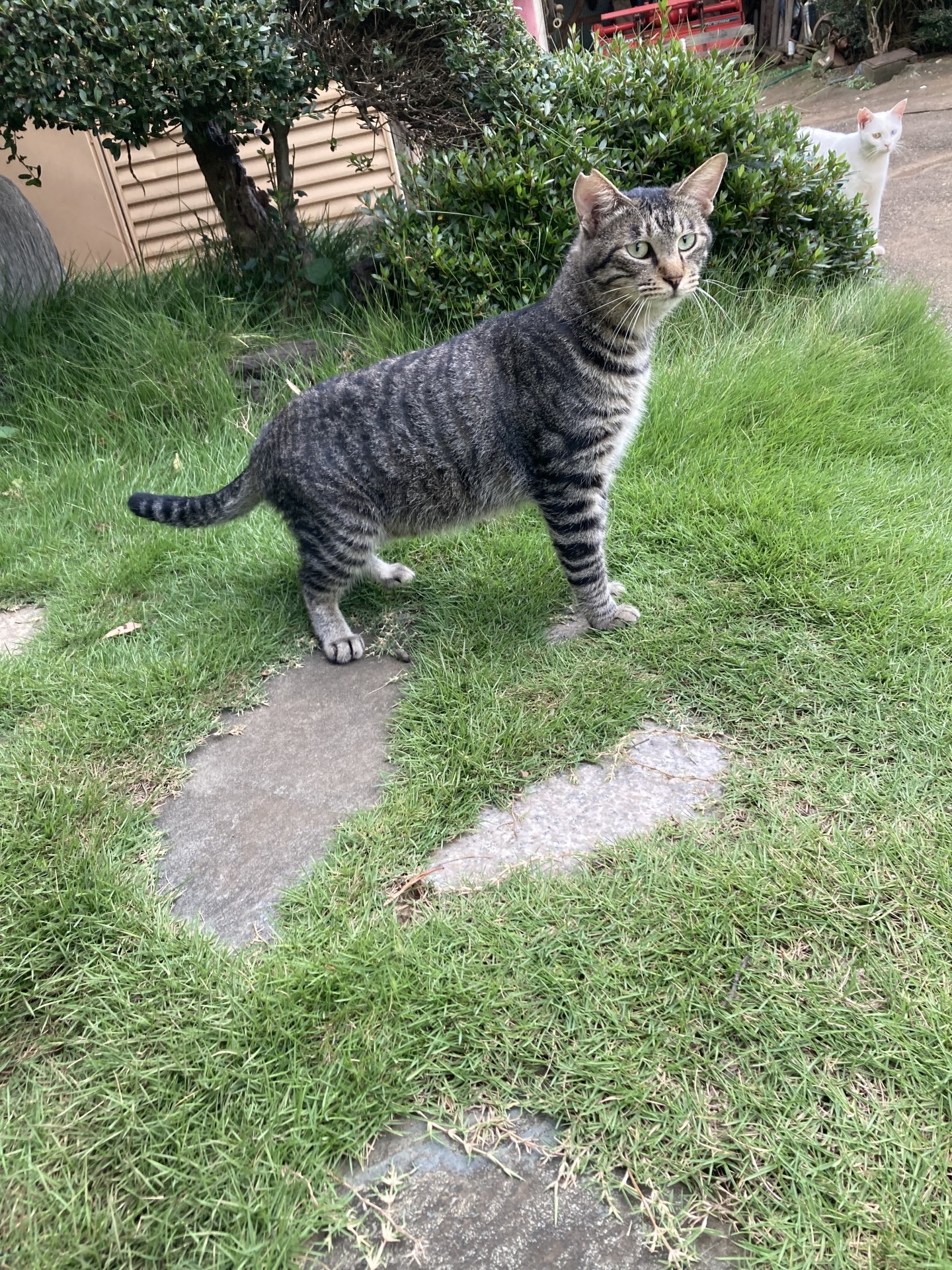 誰か来たぞ！
