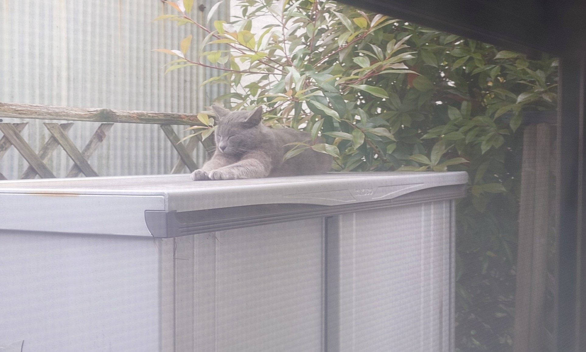 満腹で日向ぼっこ