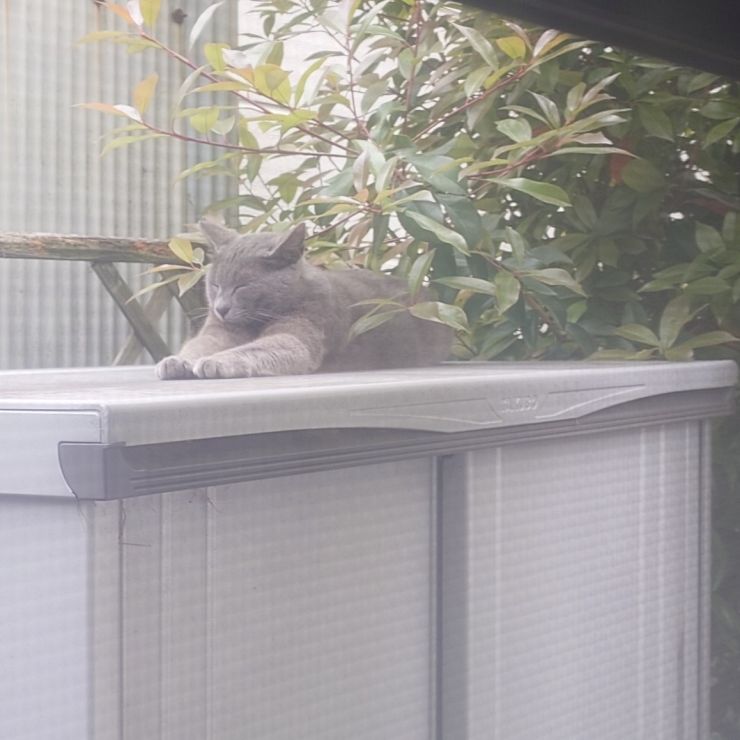 満腹で日向ぼっこ