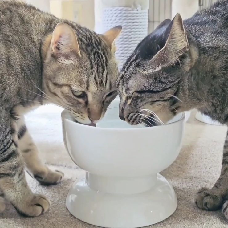 一緒に飲むと美味しいよ♪