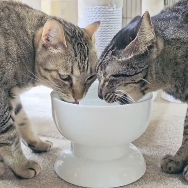 一緒に飲むと美味しいよ♪