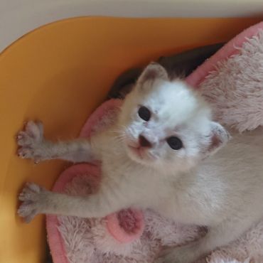 ミルクはまだですか？