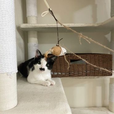 FIPドライタイプ治療中のミルです！